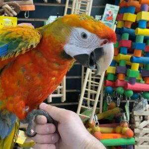 Camelot macaw