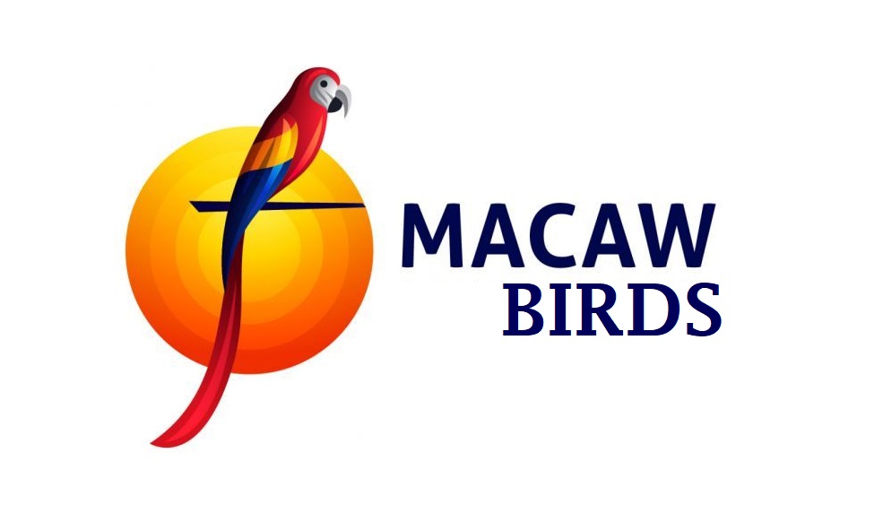 Macaw Birds for sale