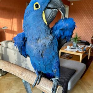 Hyacinth Macaw Australia