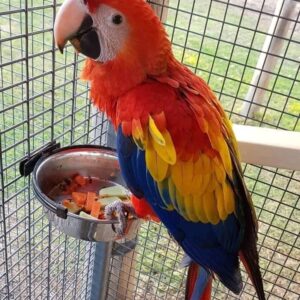 SCARLET MACAW