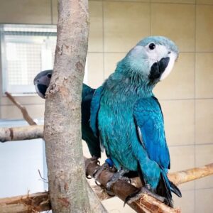 Spix’s Macaw Parrots